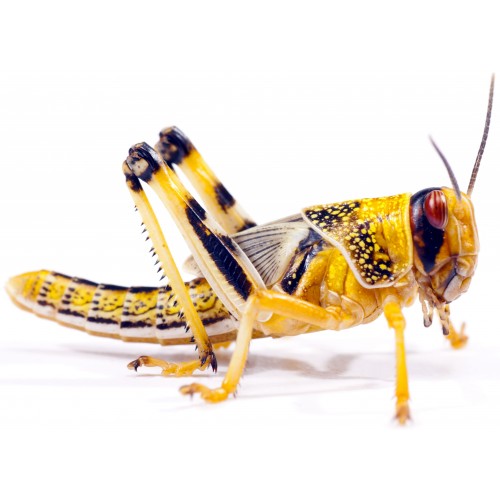 Саранча перелетная (Locusta migratoria) - Кормовые насекомые