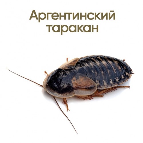 Аргентинский таракан (Blaptica dubia)- Живой корм