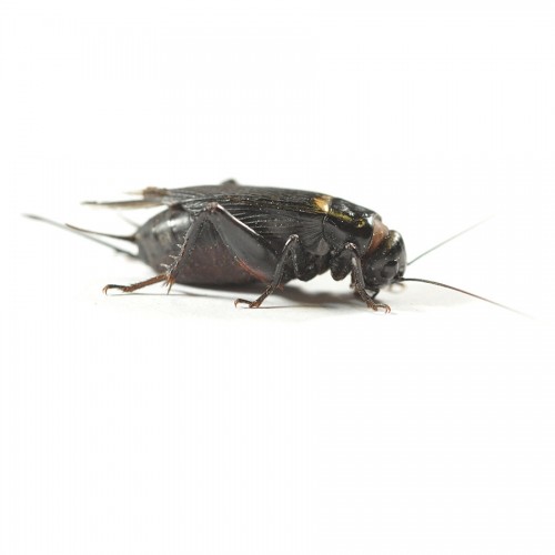 Сверчок двупятнистый (Gryllus bimaculatus)- Кормовые насекомые