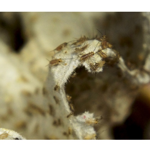 Замороженный сверчок Имаго (половозрелый)- Замороженные  насекомые